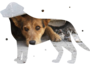Netz Zum Einfangen Von Hunden Netz Zum Einfangen Von Hunden