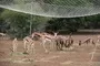 De Dam Capture Net De Dam Capture Net